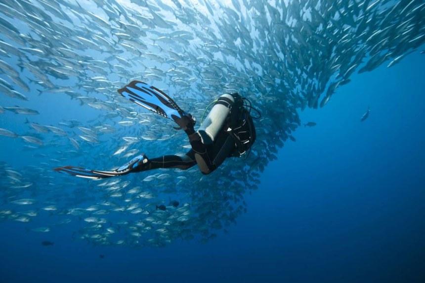 Trevally and diver at Panglao, Philippines