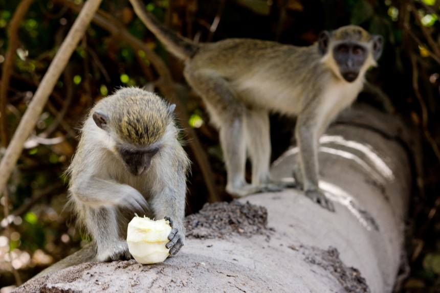 Monkey eating an orange in Abuko Nature Reserve