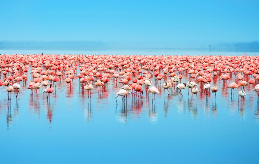 Flocks of Flamingo in Lake Nakuru