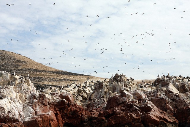 Ballestas Islands