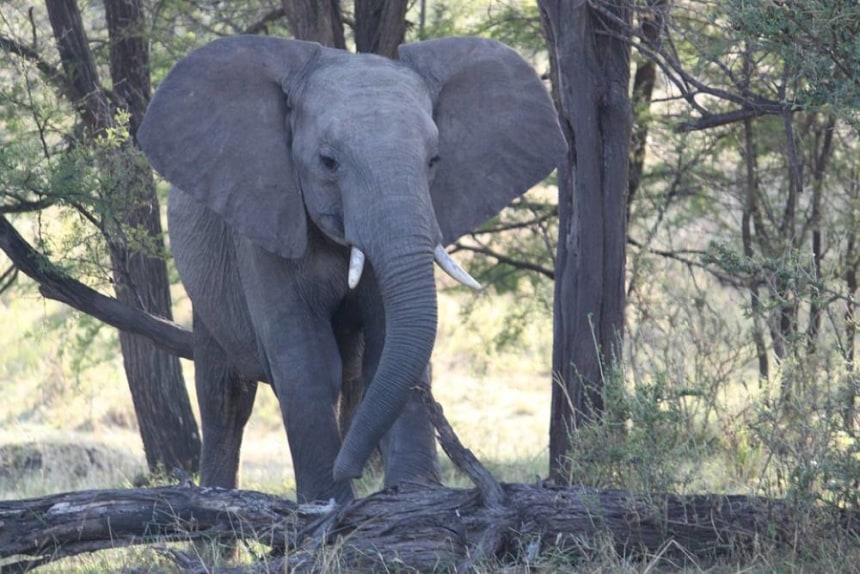 Elephant in Serengeti