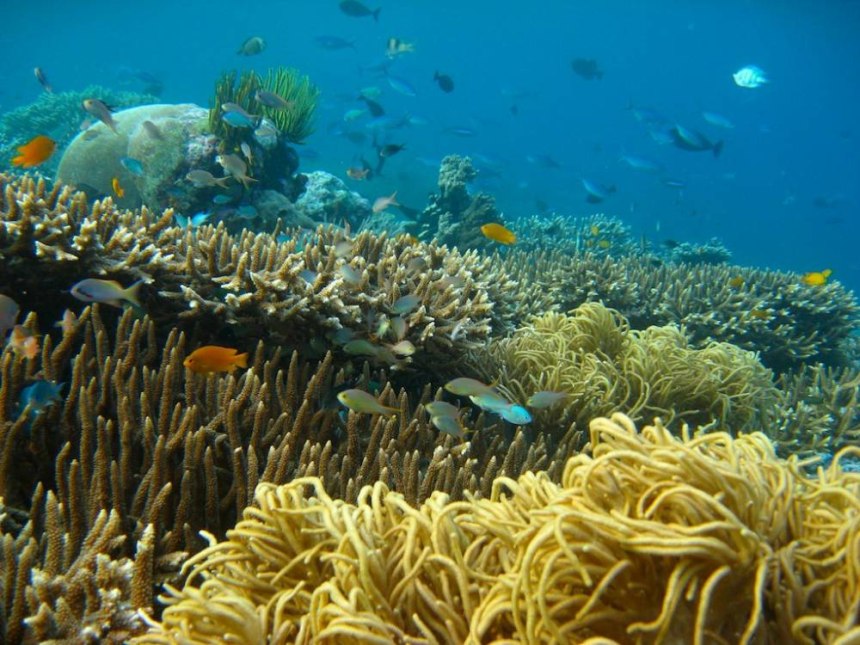 Coral Reef in Wakatobi National Park