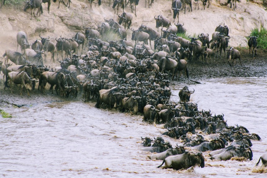 Great Wildbeest Migration, Masai Mara