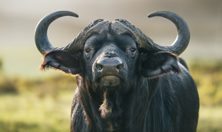 Cape Buffalo also known as the African Buffalo