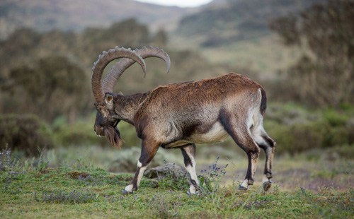 walya_ibex in semein mountain