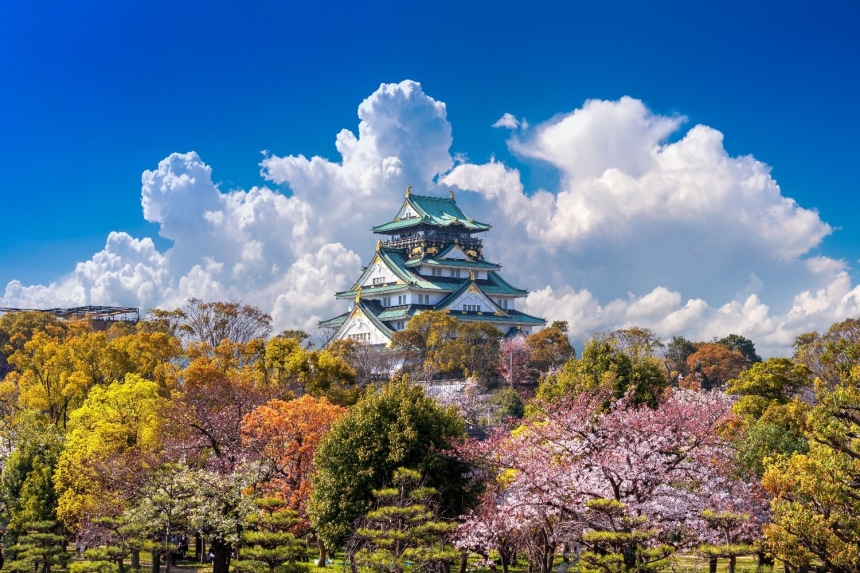 Image title Cherry blossoms and castle in Osaka