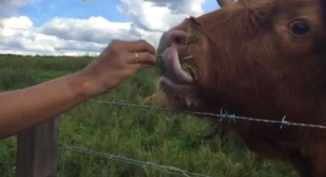 Feeding the cow