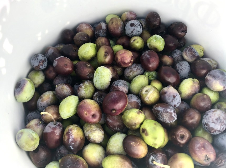 Freshly picked olives