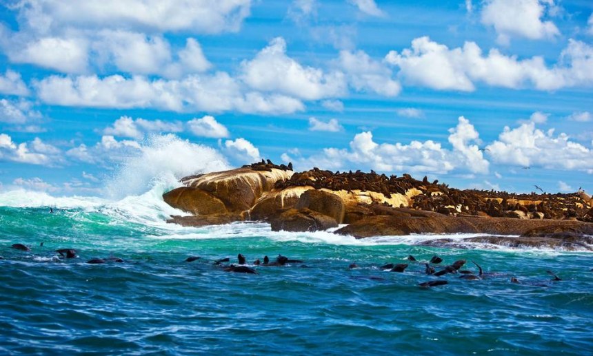 South African seals wild colony in Atlantic Ocean