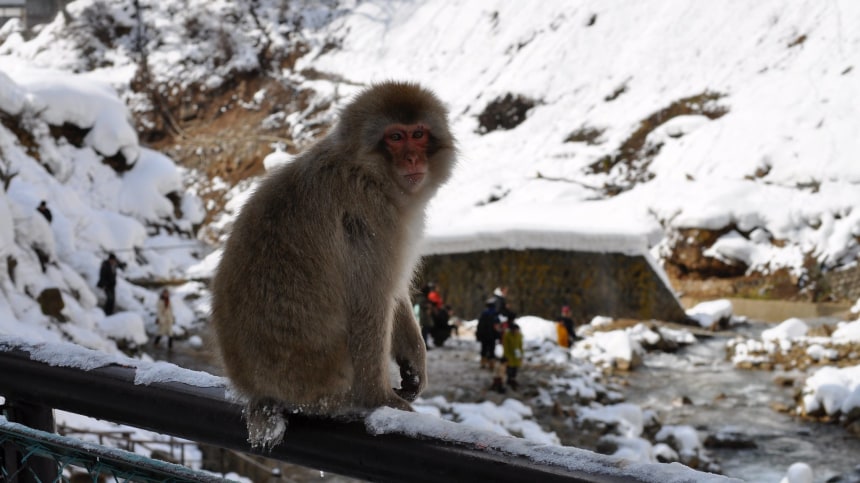 Monkey of Nagano