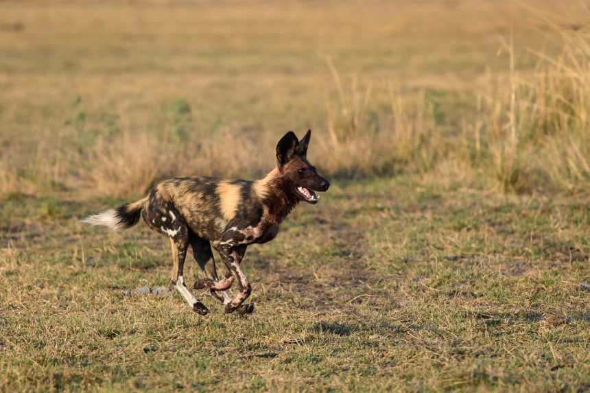 Painted Dog at Tarangire NP