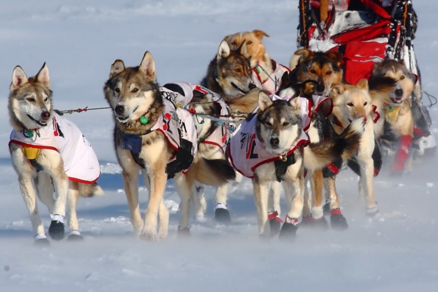 Iditarod Dog Sled Race