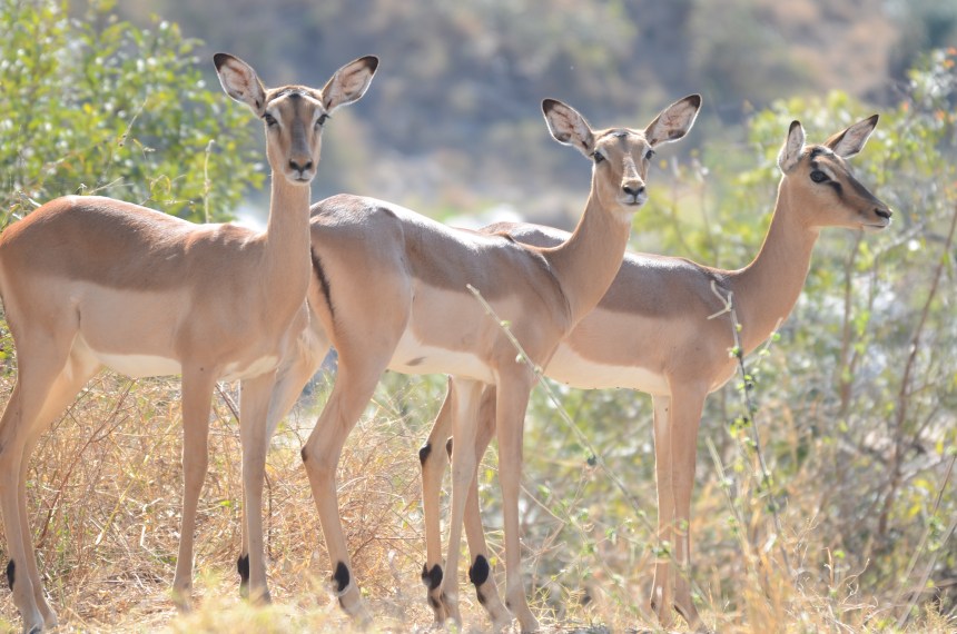 Impala in Kruger National Park