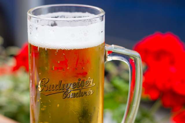 Czech Budweiser Beer