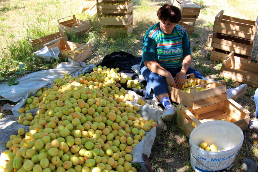 Apricots in Ararat Valley Armenia