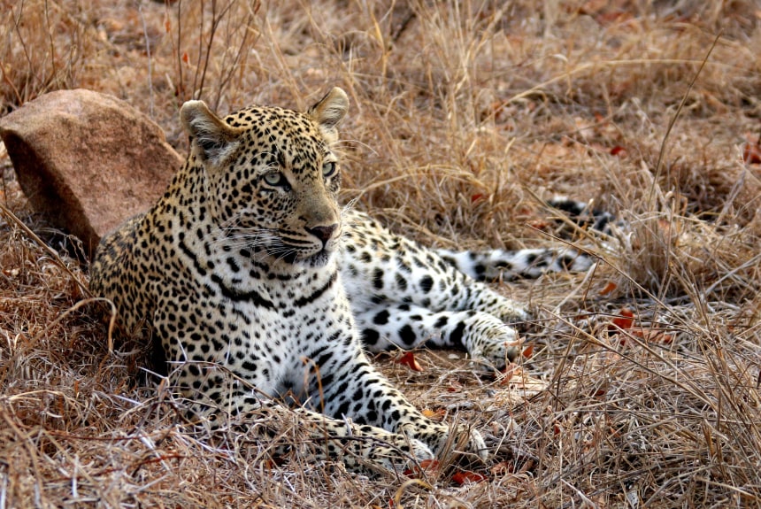Leopard at Kruger National Park
