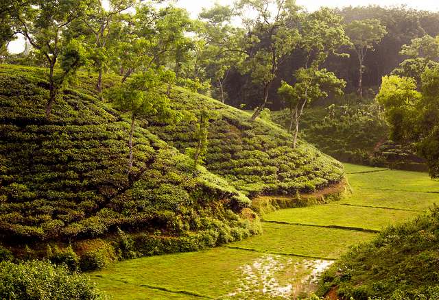 Tea Garden in Srigmangal