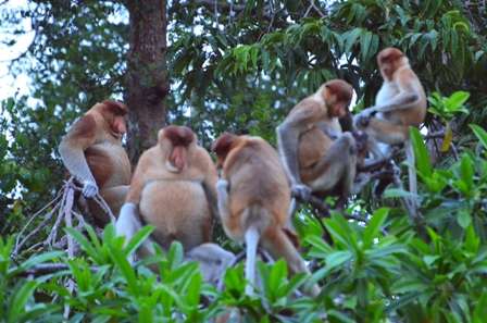 Proboscis monkey
