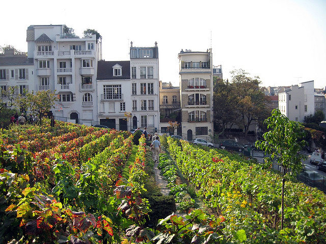 Montmartre Vineyards
