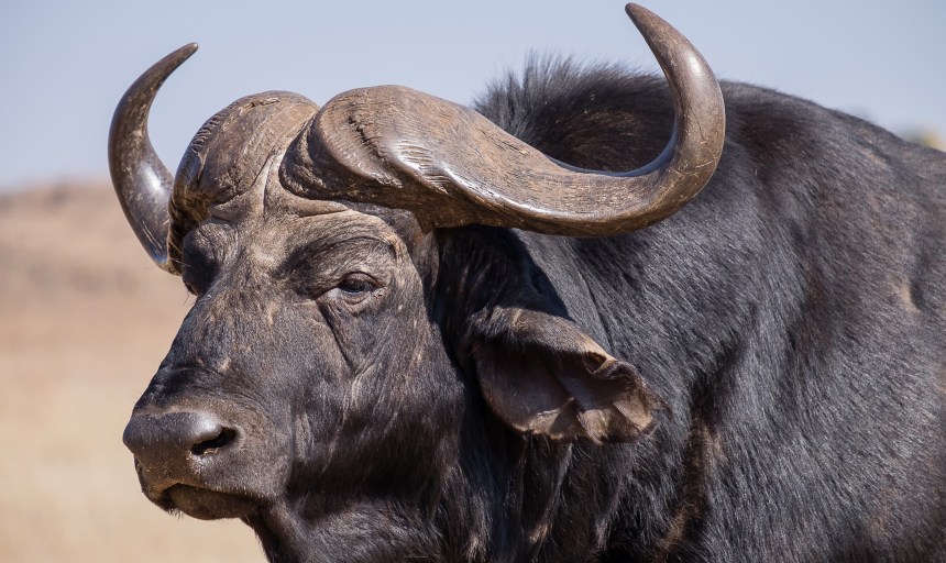 Cape Buffalo at the Rhino and Lion Nature Reserve, South Africa