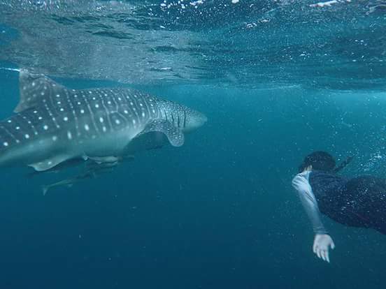 Whale Shark