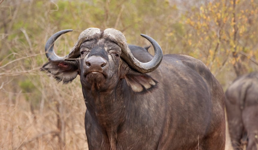 African cape buffalo in Kruger National Park, South Africa