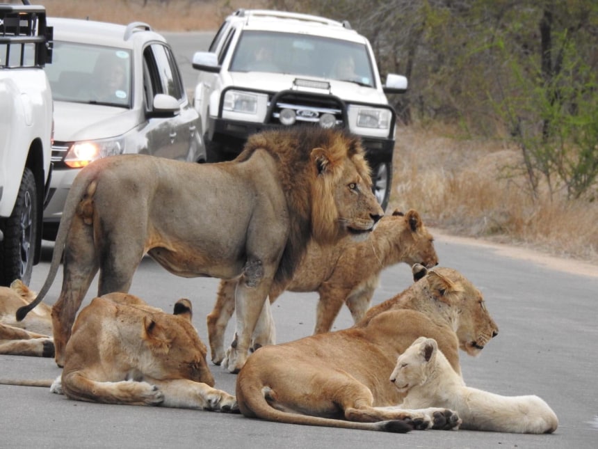 Johannesburg, Kruger National Park 5 days Private or Group Tour Package Nature, Safari and