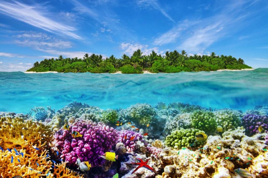Tropical island and the underwater world in the Maldives,Thoddoo island
