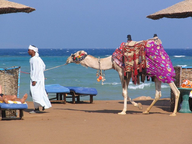 Camel on the beach