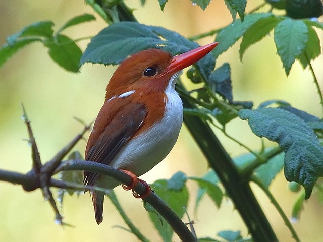 Madagascar Pygmy Kingfisher