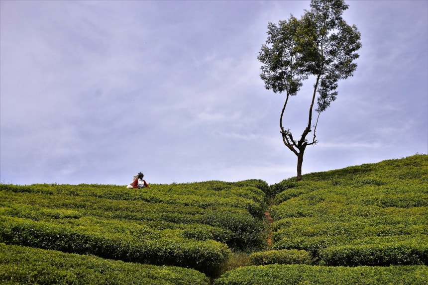 Ceylon tea plantations