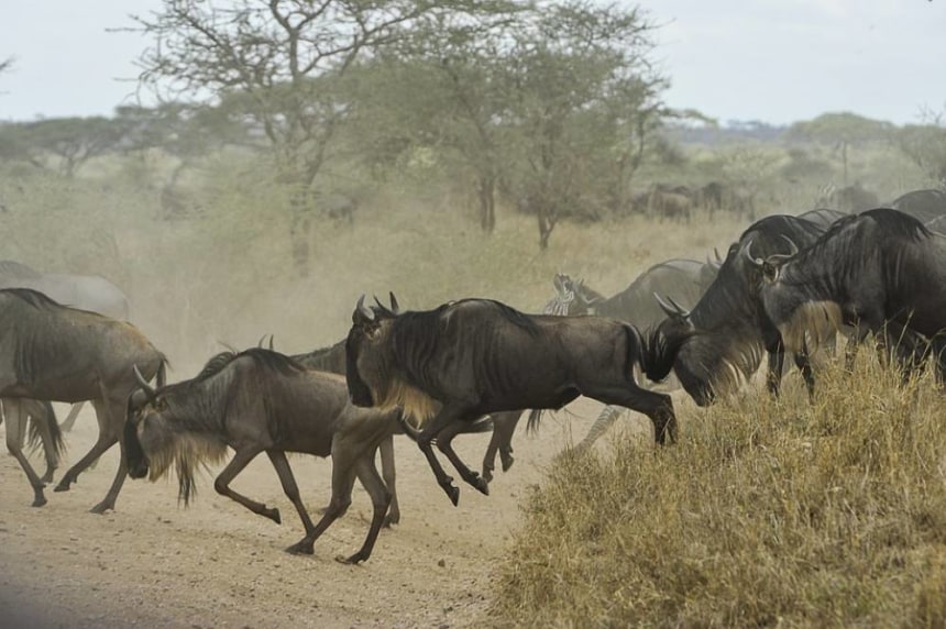 Wildbeest Migration