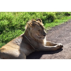 niketourscoltdbesttanzaniabig5safaris|kilimanjarohikingtouroperators-moshi-tour-operator