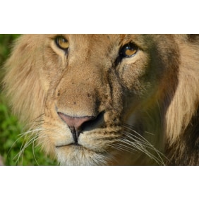 africancomfortzonesafaris(aczsafaris)-nairobi-tour-operator