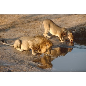 dianiwildernesstoursandsafaris-mombasa-tour-operator