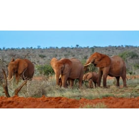 shinerstravellers-masaimara-tour-operator