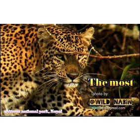 wild-chitwan-tour-operator