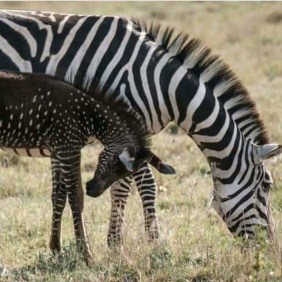 comekenyatours&safaris-nairobi-tour-operator