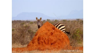 malindi-sightseeing