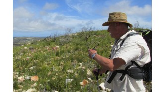 hermanus-sightseeing