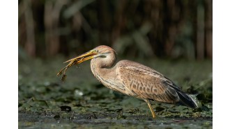 danubedelta-sightseeing