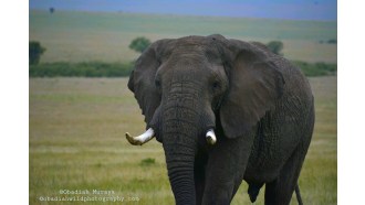 masaimara-sightseeing