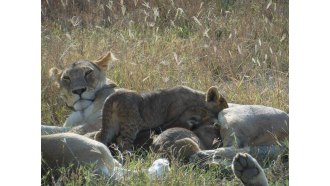 mountkilimanjaro-sightseeing