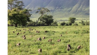 mountkilimanjaro-sightseeing