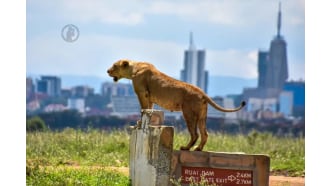 nairobi-sightseeing