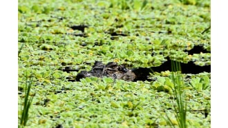 iquitos-sightseeing