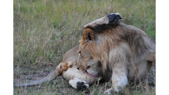 masaimara-sightseeing