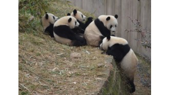 chengdu-sightseeing