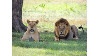 masaimara-sightseeing