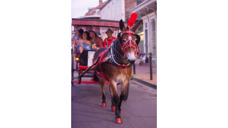 neworleans-sightseeing